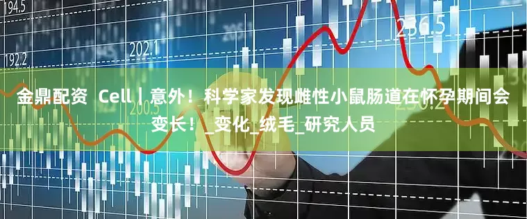 金鼎配资  Cell｜意外！科学家发现雌性小鼠肠道在怀孕期间会变长！_变化_绒毛_研究人员